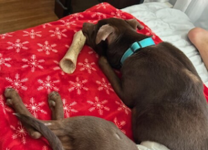 Chocolate Labrador Mix