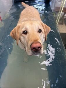 Yellow Labrador Retriever