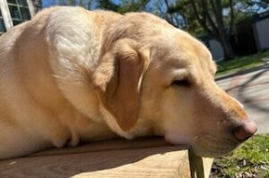 Yellow Labrador Retriever