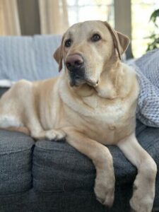 Yellow Labrador Retriever