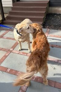 Yellow Labrador Retriever