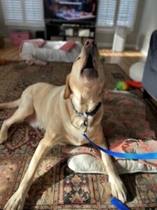 Yellow Labrador Retriever