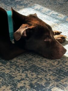 Chocolate Labrador Mix