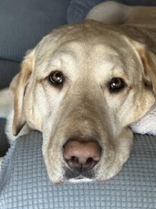 Yellow Labrador Retriever