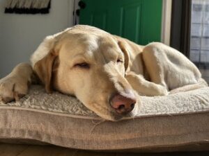 Yellow Labrador Retriever