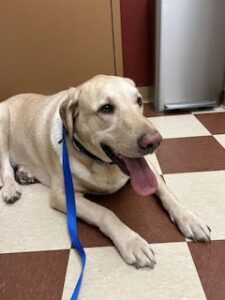 Yellow Labrador Retriever