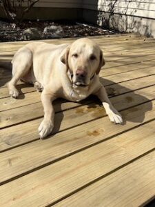 Yellow Labrador Retriever