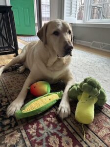 Yellow Labrador Retriever