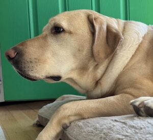 Yellow Labrador Retriever