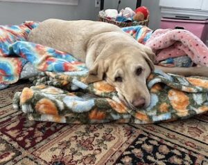 Yellow Labrador Retriever