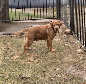 Yellow Labrador Retriever