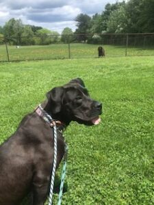 Black Labrador Retriever Mix