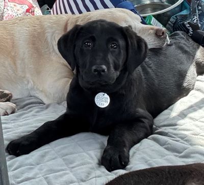 Black Labrador Retriever