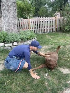 chocolate labrador retriever
