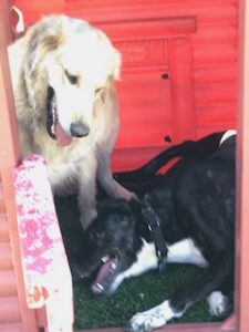 Black Labrador Retriever Mix