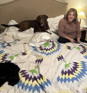 Chocolate Labrador Retriever