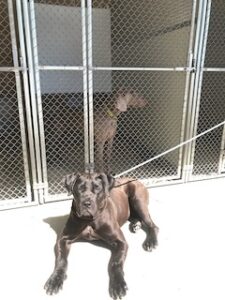 Black Labrador Retriever Mix