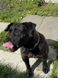 Black Labrador Retriever Mix