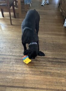 Black Labrador Retriever Mix