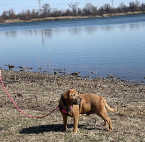 Yellow Labrador Retriever