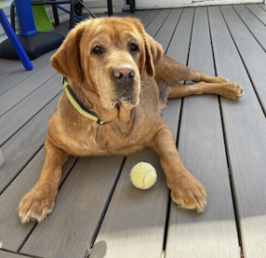 Yellow Labrador Retriever