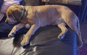 Yellow Labrador Retriever