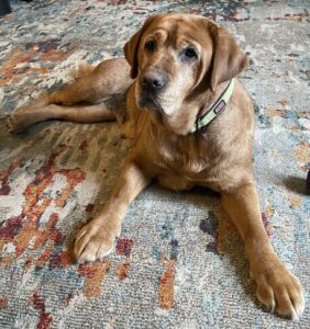 Yellow Labrador Retriever