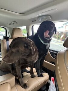 Black Labrador Retriever 