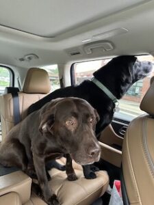 Black Labrador Retriever 