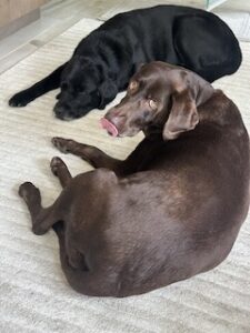 Black Labrador Retriever 