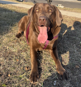 Chocolate Labrador Retriever