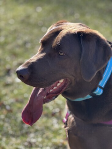 Chocolate Labrador Retriever