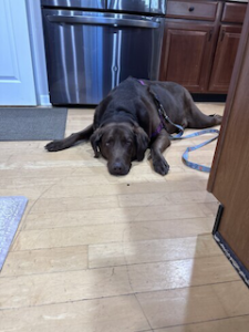 Chocolate Labrador Retriever