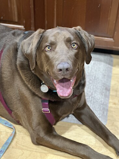 Chocolate Labrador Retriever