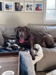 Chocolate Labrador Retriever