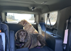 Chocolate Labrador Retriever