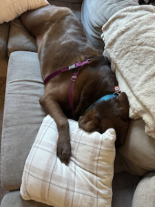 Chocolate Labrador Retriever