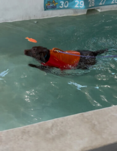 Chocolate Labrador Retriever