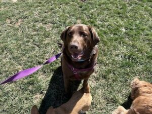 Chocolate Labrador Retriever