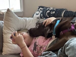 Chocolate Labrador Retriever