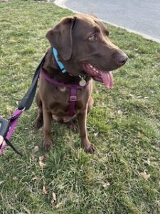 Chocolate Labrador Retriever