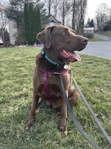 Chocolate Labrador Retriever