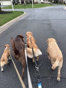 Chocolate Labrador Retriever
