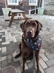 Chocolate Labrador Retriever