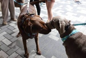 Chocolate Labrador Retriever