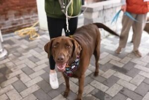 Chocolate Labrador Retriever