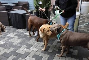 Chocolate Labrador Retriever