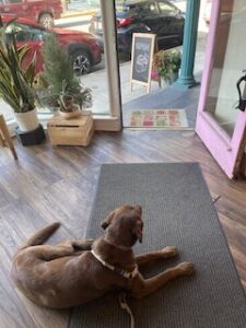 Chocolate Labrador Retriever