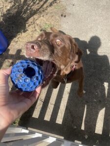 Chocolate Labrador Retriever