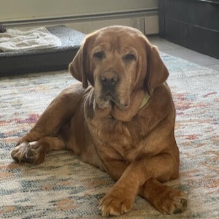 Yellow Labrador Retriever